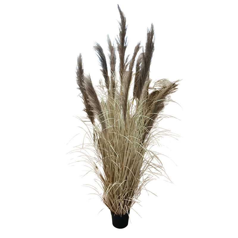 Onion Grass Natural Pampas 210cm