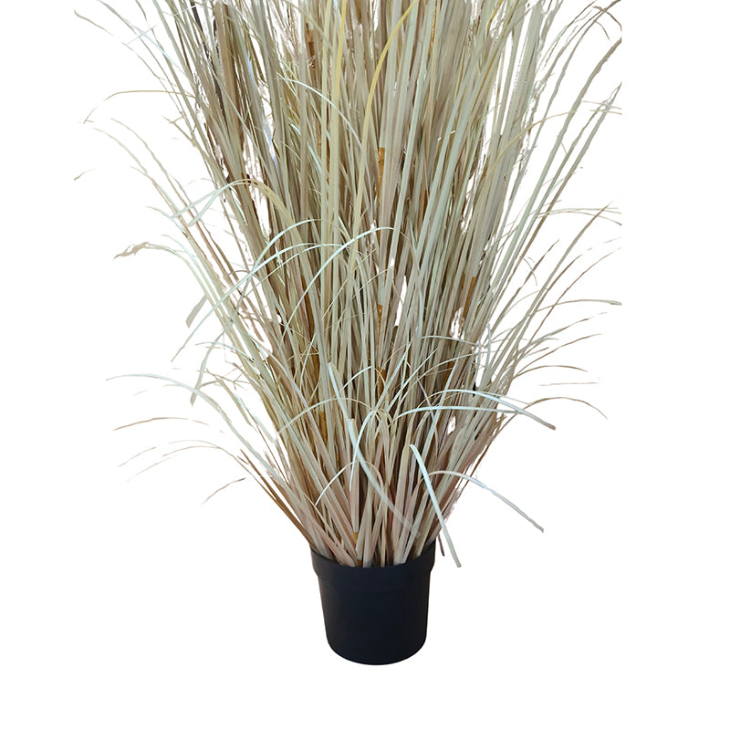 Onion Grass Natural Pampas 210cm
