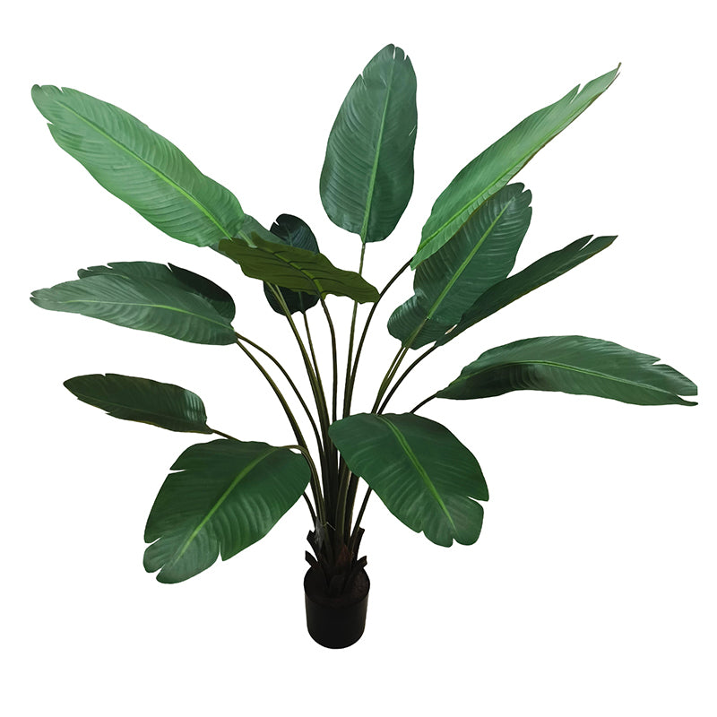 Travellers Palm Tree 180cm