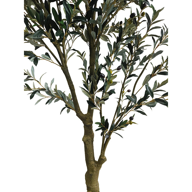 Olivenbaum 240cm