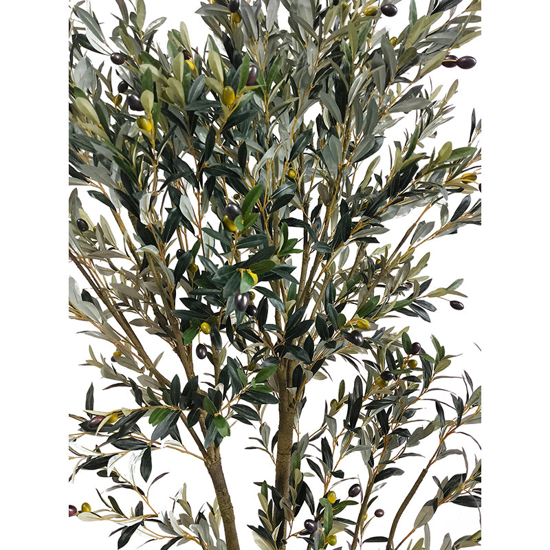 Olivenbaum 240cm