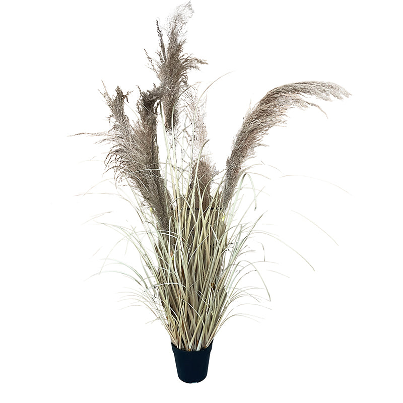Onion Grass Natural Pampas 120cm