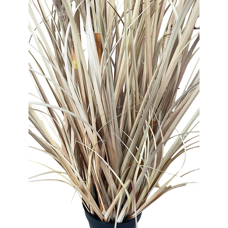 Onion Grass Natural Pampas 120cm
