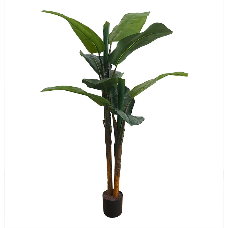 Bananenbaum 120cm