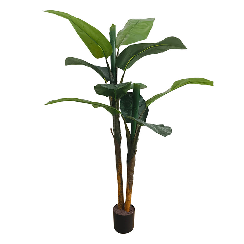 Bananenbaum 120cm