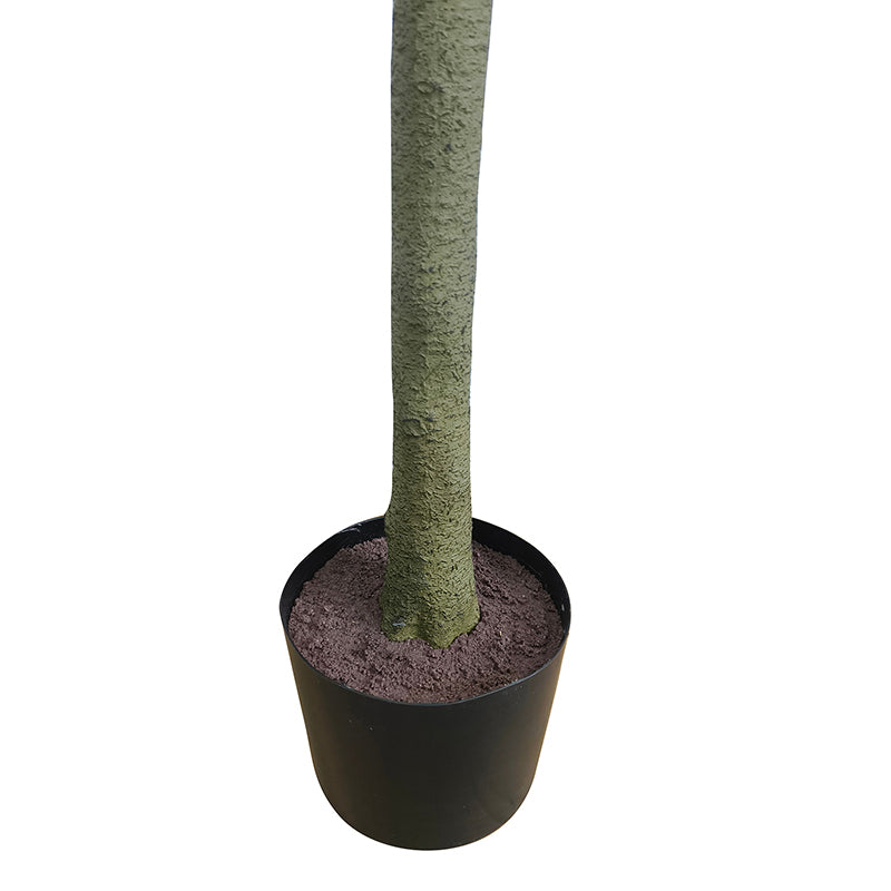 Olivenbaum 180cm