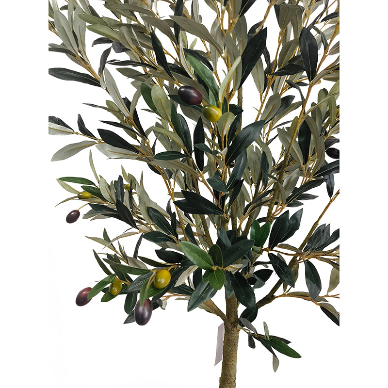 Olivenbaum 180cm