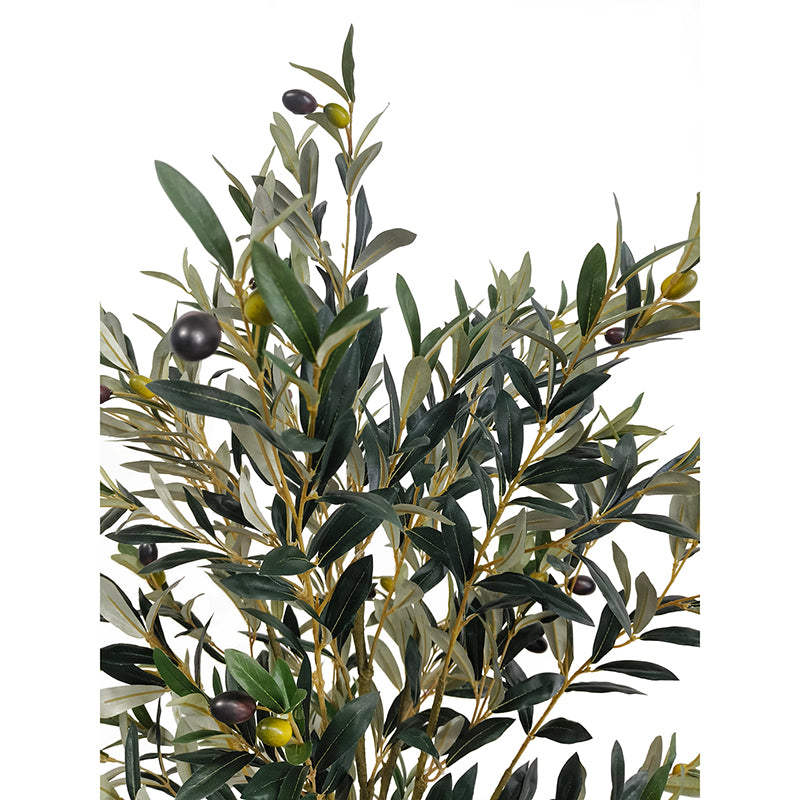 Olivenbaum 180cm