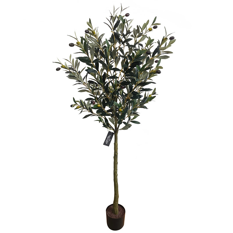 Olivenbaum 150cm