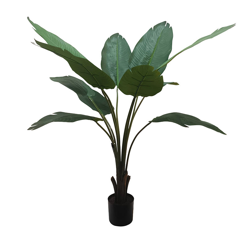 Travellers Palm Tree 150cm