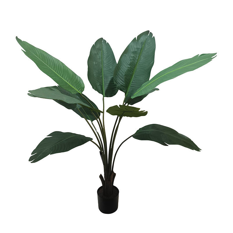 Travellers Palm Tree 150cm