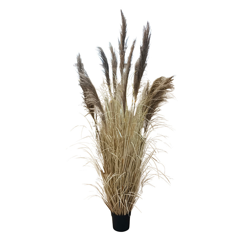 Onion Grass Natural Pampas 210cm