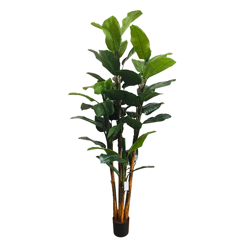 Bananenbaum 240cm