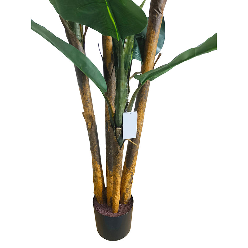 Bananenbaum 240cm