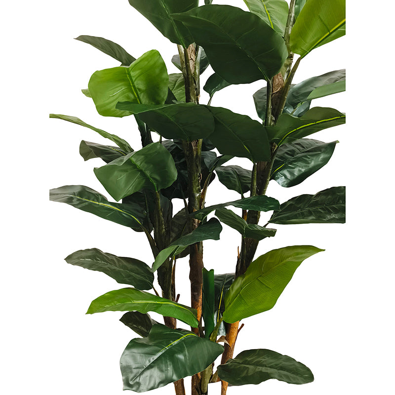 Bananenbaum 240cm