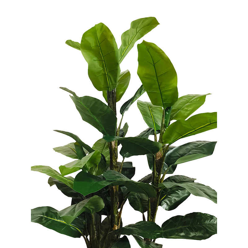 Bananenbaum 240cm