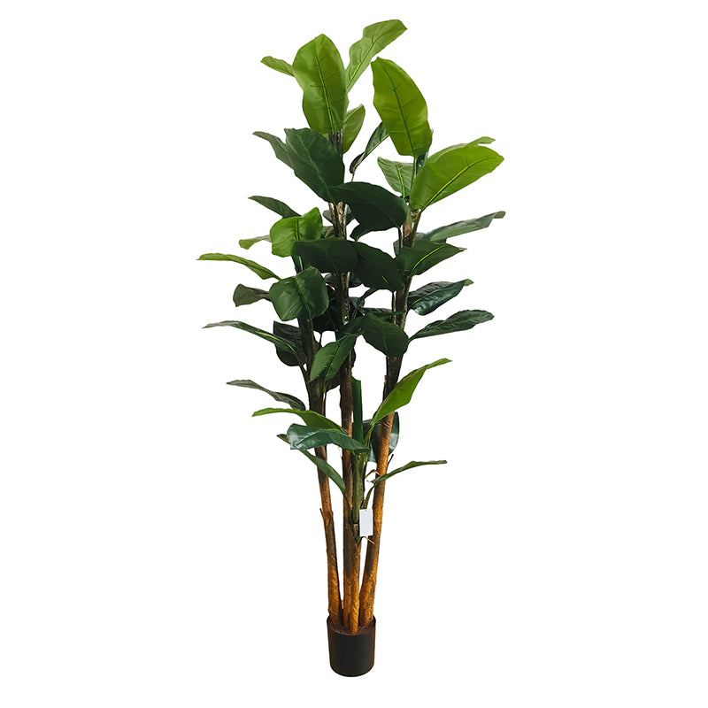 Bananenbaum 240cm