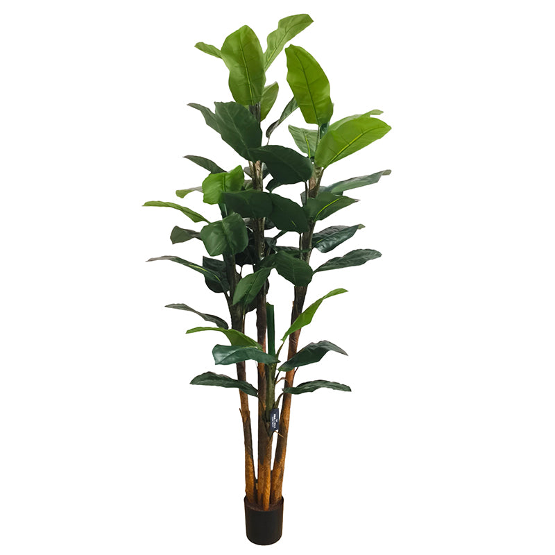 Bananenbaum 240cm