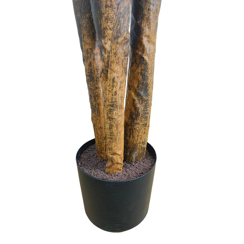 Bananenbaum 180cm