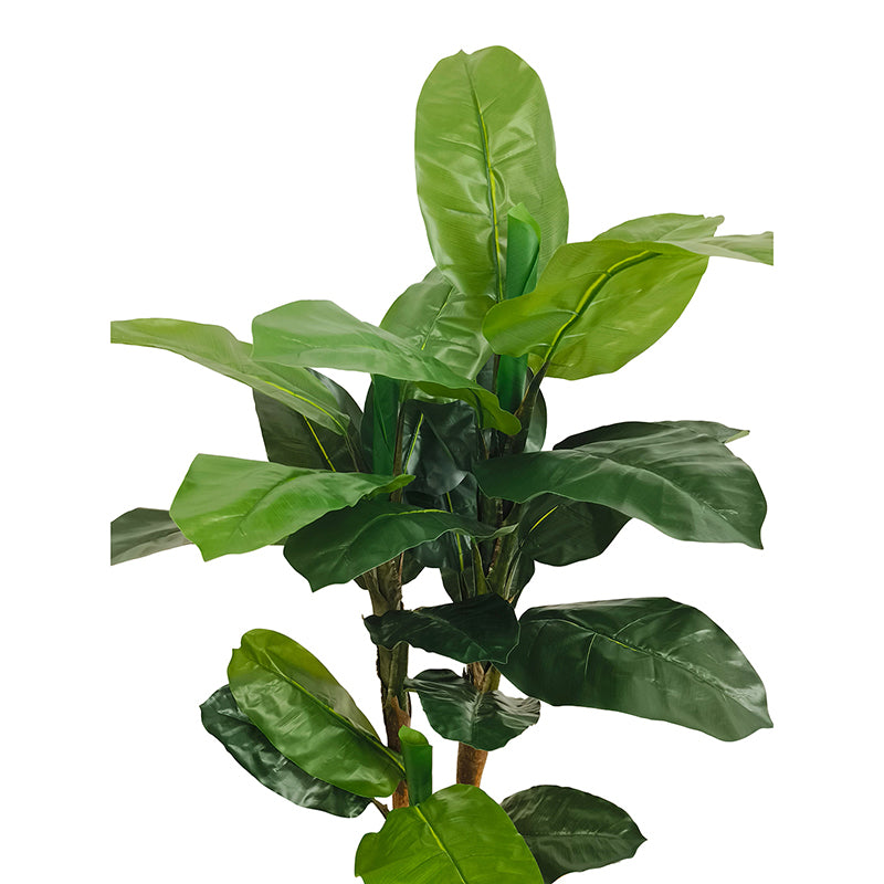 Bananenbaum 180cm
