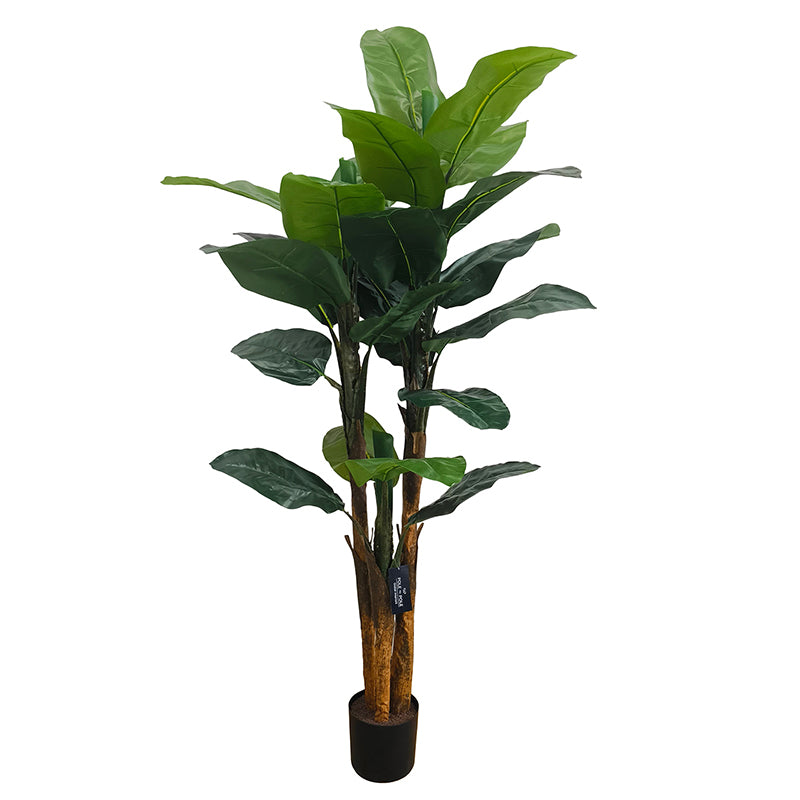 Bananenbaum 180cm