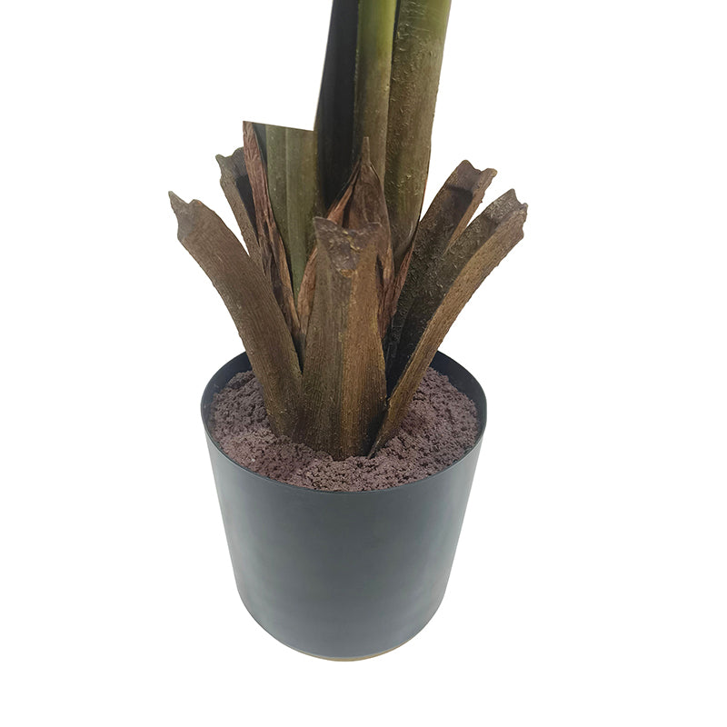 Travellers Palm Tree 180cm