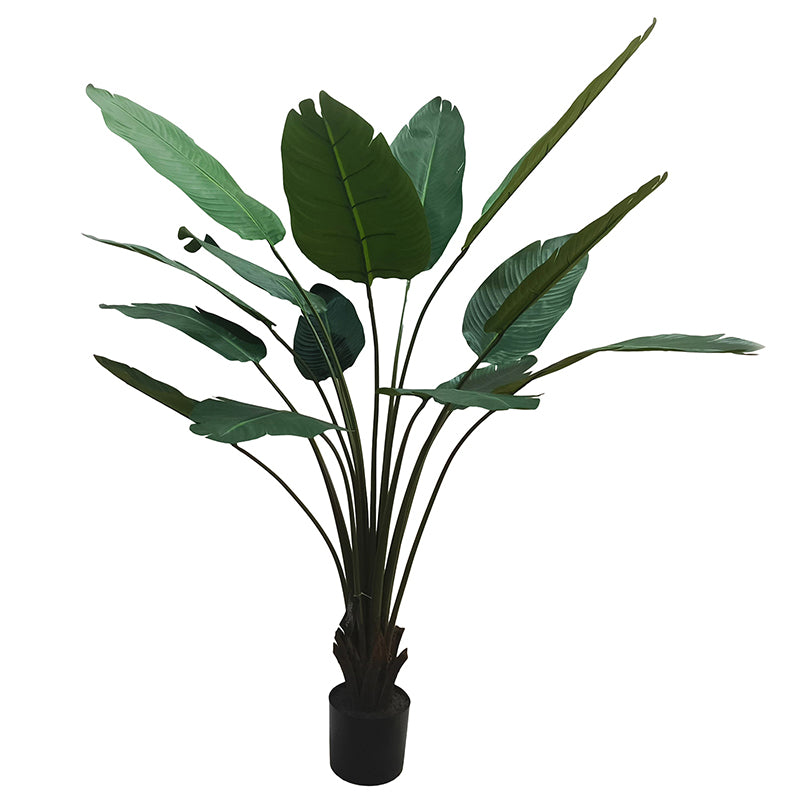 Travellers Palm Tree 180cm