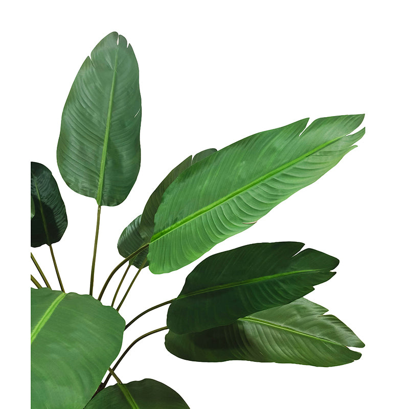 Travellers Palm Tree 180cm