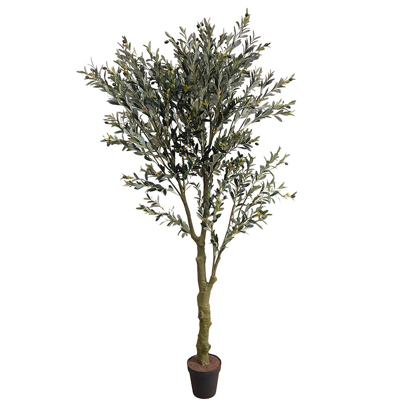 Olivenbaum 240cm