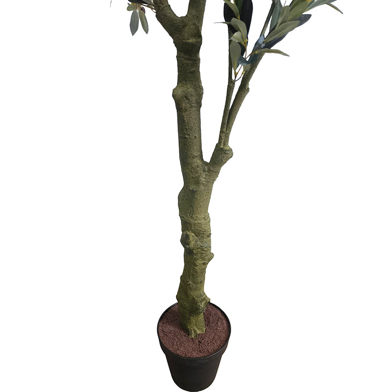 Olivenbaum 240cm