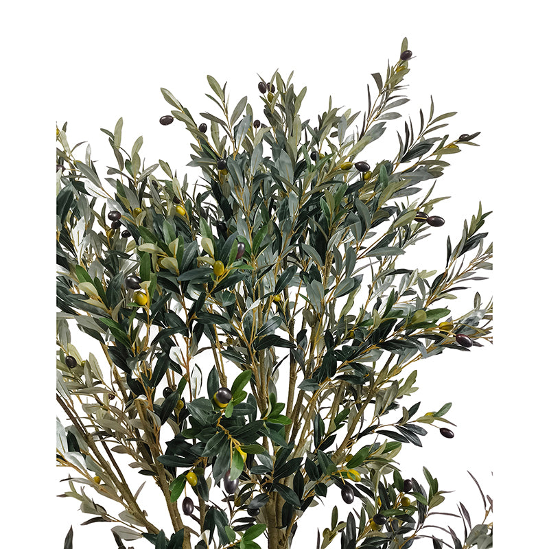 Olivenbaum 240cm