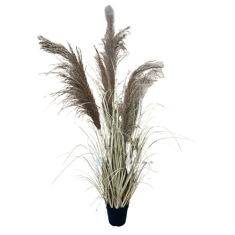 Onion Grass Natural Pampas 120cm