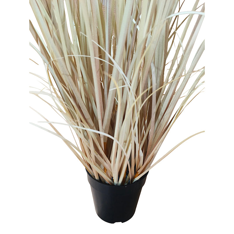 Onion Grass Natural Pampas 120cm