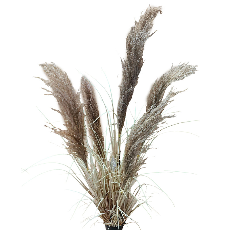 Onion Grass Natural Pampas 120cm
