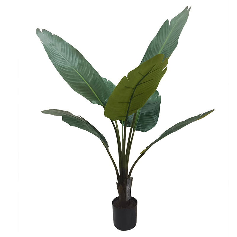 Travellers Palm Tree 90cm