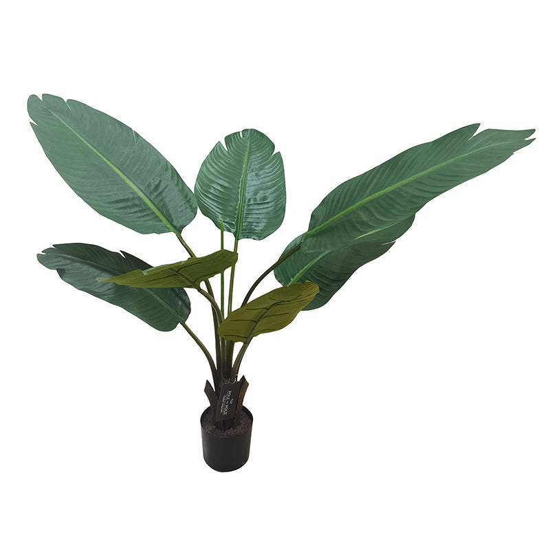 Travellers Palm Tree 90cm