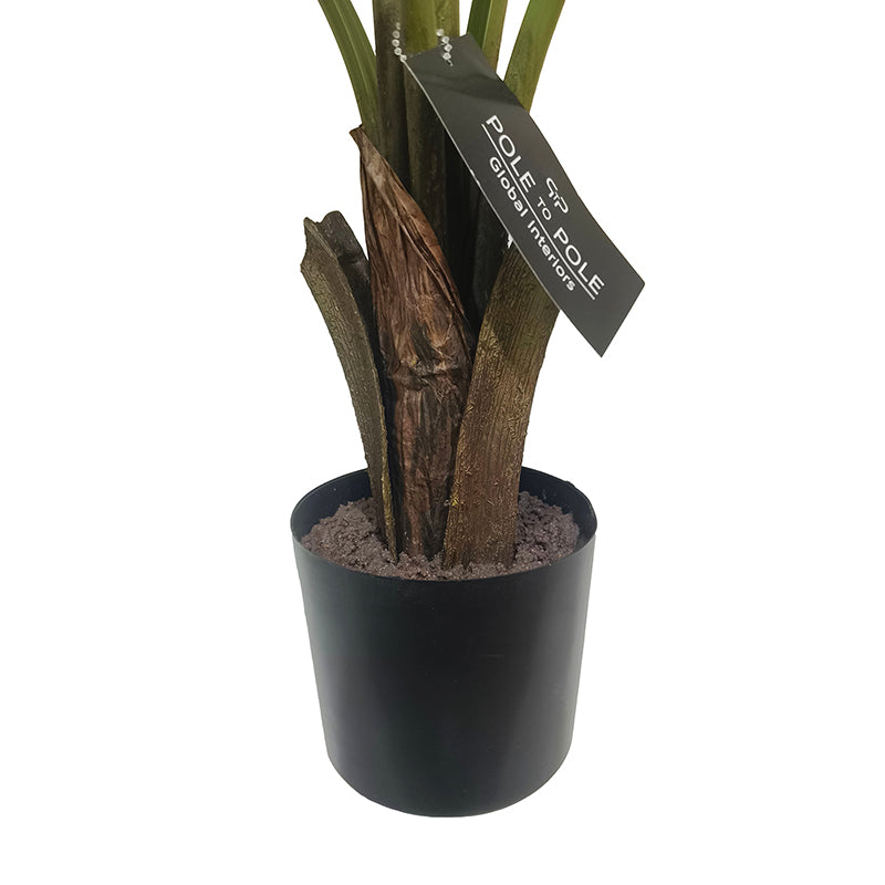 Travellers Palm Tree 90cm