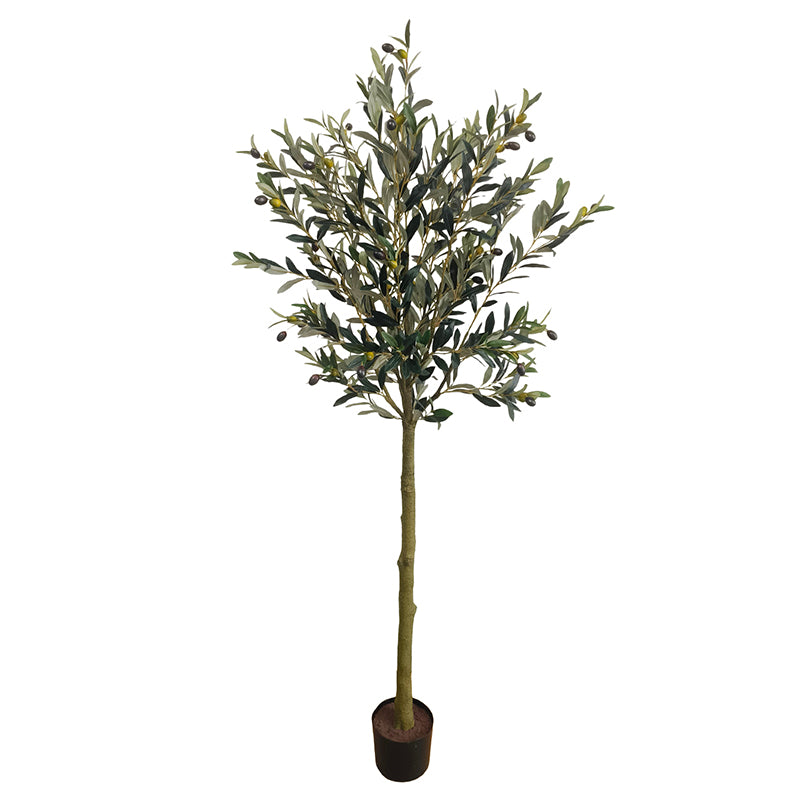 Olivenbaum 180cm