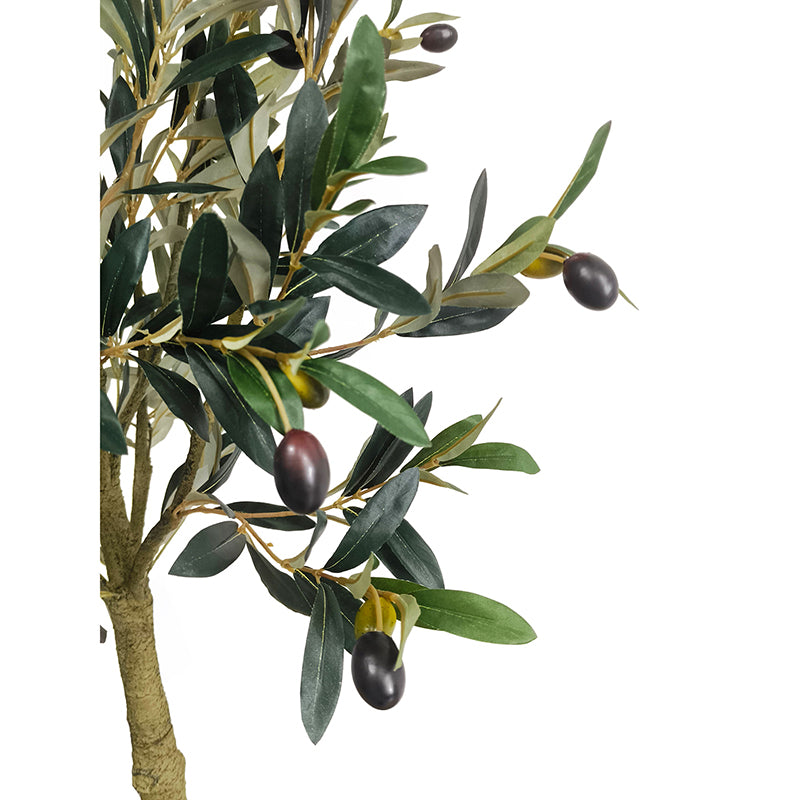 Olivenbaum 180cm