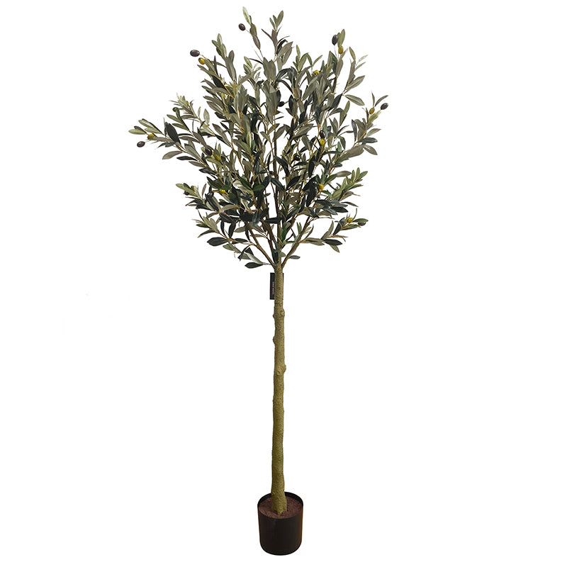 Olivenbaum 180cm