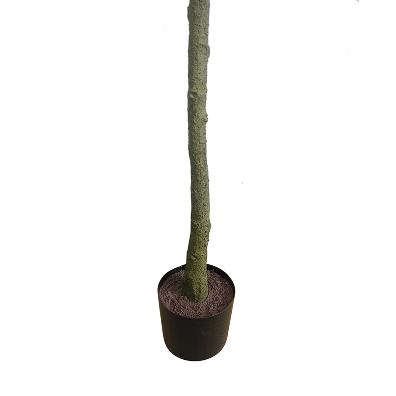 Olivenbaum 150cm