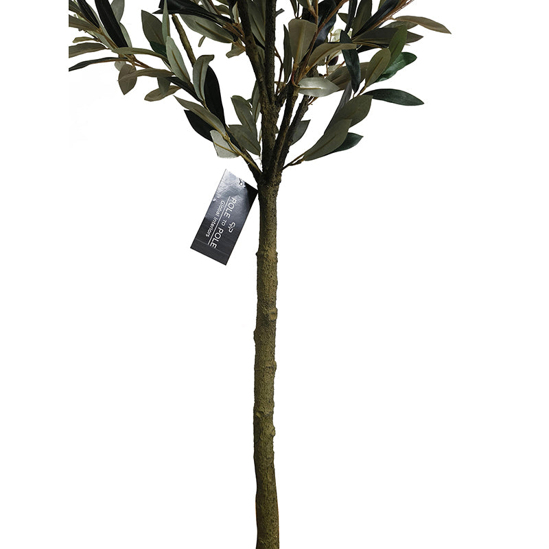 Olivenbaum 150cm