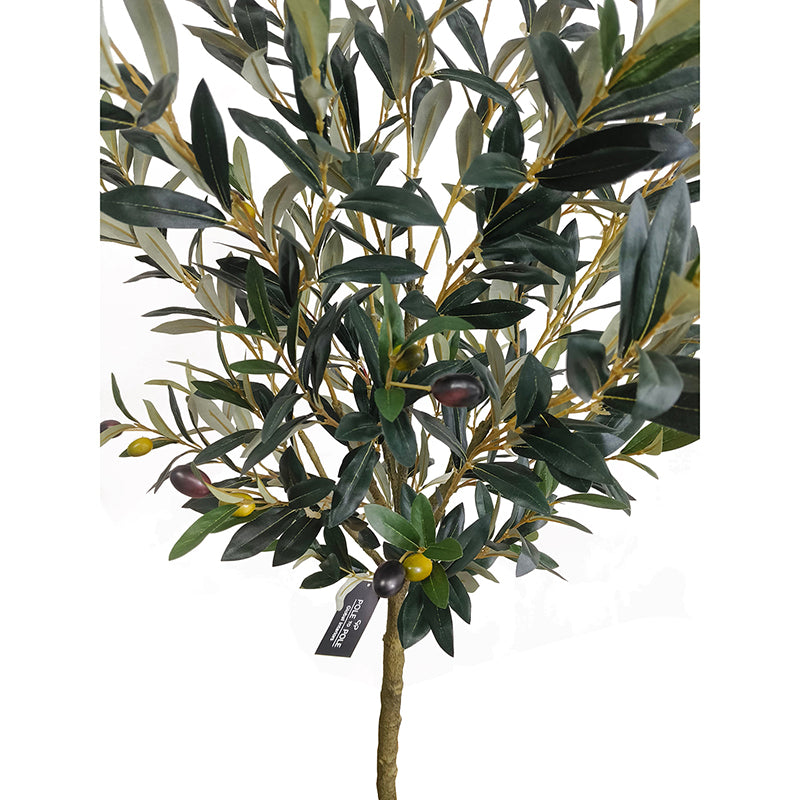Olivenbaum 150cm