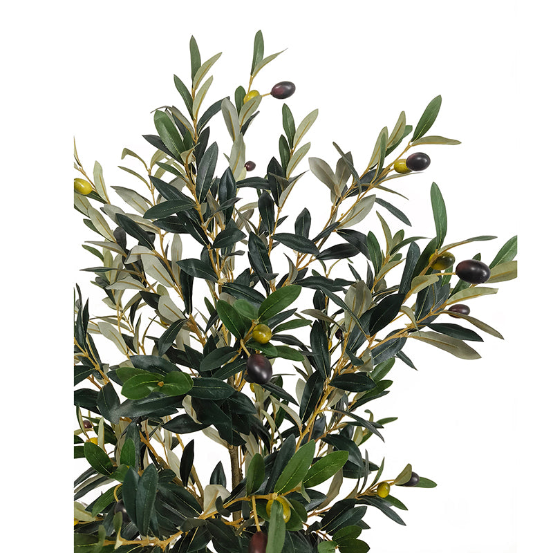 Olivenbaum 150cm